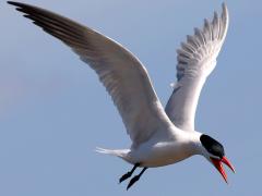 (Caspian Tern) calling flight
