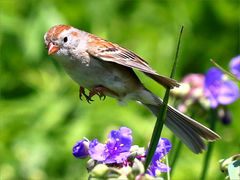 (Field Sparrow) winging