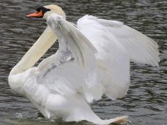 (Mute Swan) flaps