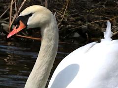 (Mute Swan) head