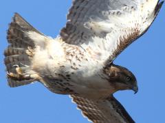 (Red-tailed Hawk) flying