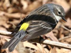 (Yellow-rumped Warbler) female rump
