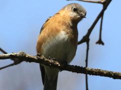 (Eatern Bluebird) female front