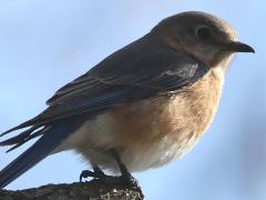 (Eatern Bluebird) female standing