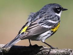 (Yellow-rumped Warbler) male perching