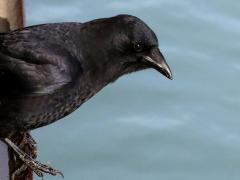 (American Crow) profile