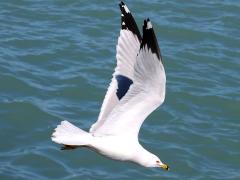 (Ring-billed Gull) flying