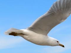 (Ring-billed Gull) gliding