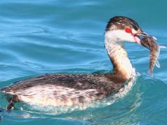 (Horned Grebe) (swallows Yellow Perch)