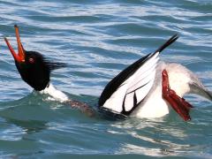 (Red-breasted Merganser) male display