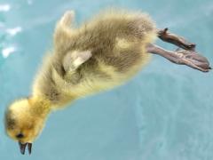 (Canada Goose) gosling flapping
