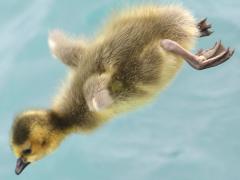 (Canada Goose) gosling flies
