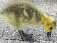 (Canada Goose) gosling nibbling