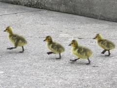 (Canada Goose) goslings goose stepping