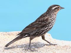 (Red-winged Blackbird) female