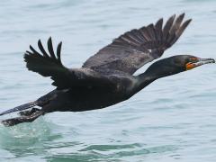 (Double-crested Cormorant) flying