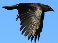 (American Crow) flying downstroke