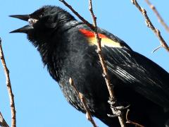 (Red-winged Blackbird) male singing