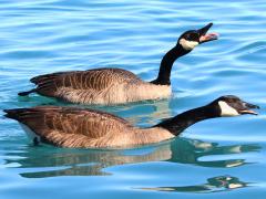 (Canada Goose) pair honking