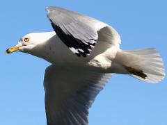 (Ring-billed Gull) flapping