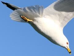 (Ring-billed Gull) gliding
