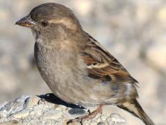 (House Sparrow) female standing