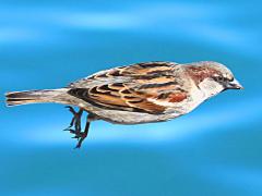 (House Sparrow) male cruising