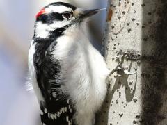 (Downy Woodpecker) male tongue