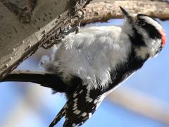 (Downy Woodpecker) male upside down