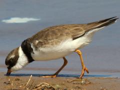 (Semipalmated Plover) nibbling