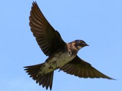 (Purple Martin) female landing
