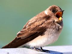 (Northern Rough-winged Swallow) yawning