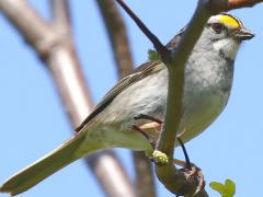 (White-throated Sparrow) perching