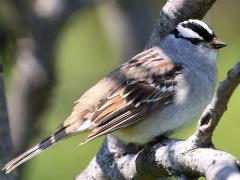 (White-crowned Sparrow) perching