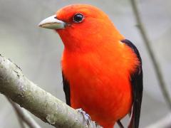 (Scarlet Tanager) male front
