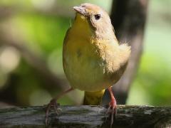 (Common Yellowthroat) female front