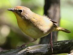 (Common Yellowthroat) female perching