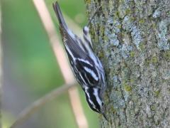 (Black-and-white Warbler) creeping