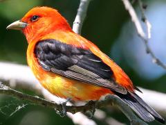 (Scarlet Tanager) male perching