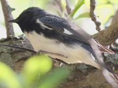 (Black-throated Blue Warbler) male perching