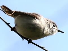 (Blue-gray Gnatcatcher) perching