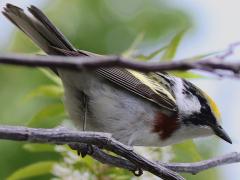 (Chestnut-sided Warbler) perching