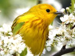 (Yellow Warbler) perching