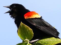 (Red-winged Blackbird) male singing
