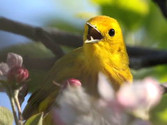 (Yellow Warbler) singing