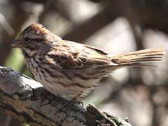 (Song Sparrow) perching