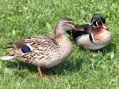 (Wood Duck) (pair Mallard)