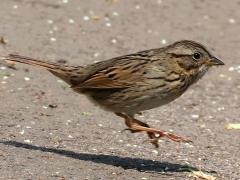 (Lincoln's Sparrow) hopping