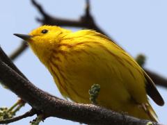 (Northern Yellow Warbler) male perching