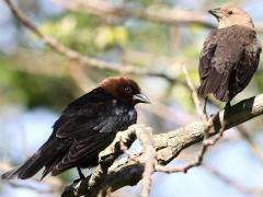 (Brown-headed Cowbird) pair